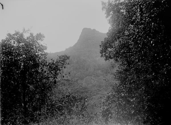 album Box 1 - Pretty views of scenery, Cunninghams Gap, ..., Stanthorpe, NSW, Blackberries